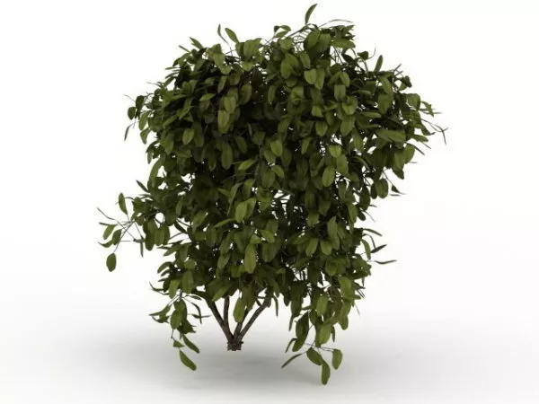 Boxwood Shrub 3d model Boxwood Shrub 3d model