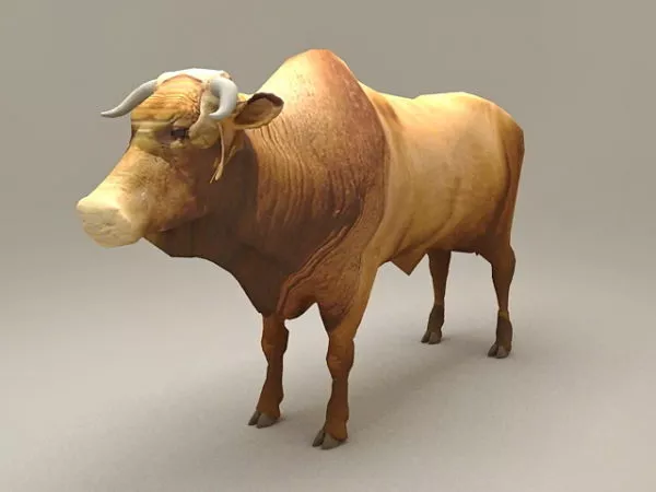 Brahman Bull Cattle Animal 3d model Brahman Bull Cattle Animal 3d model