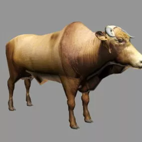 Brahman Cattle 3d model