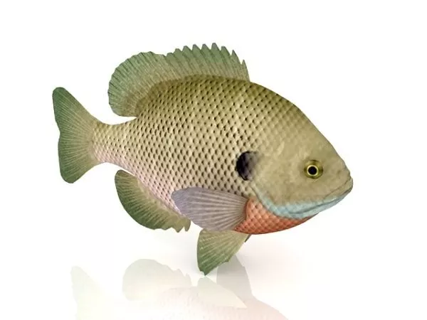 Pearl Gourami Sea Fish 3d model