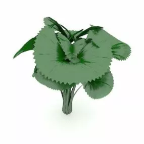 Broad Leaved Plant 3d model