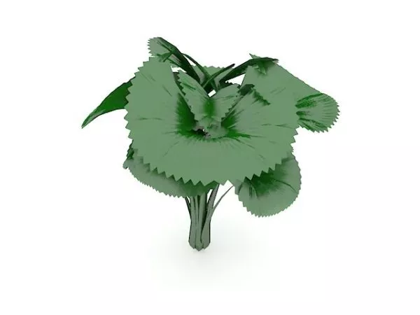 Broad Leaved Plant 3d model Broad Leaved Plant 3d model