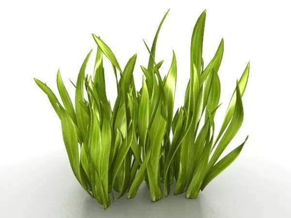 Broadleaf Grass Weeds 3d model Broadleaf Grass Weeds 3d model