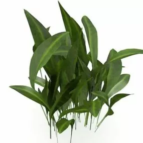 Broadleaf House Plants 3d model