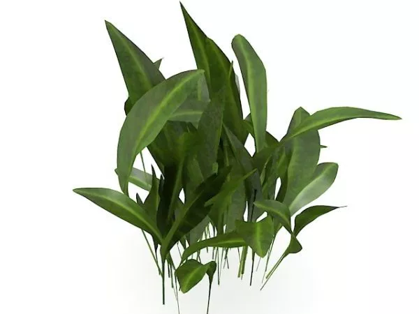 Broadleaf House Plants 3d model Broadleaf House Plants 3d model