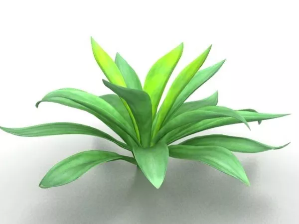 Broadleaf Plant 3d model Broadleaf Plant 3d model