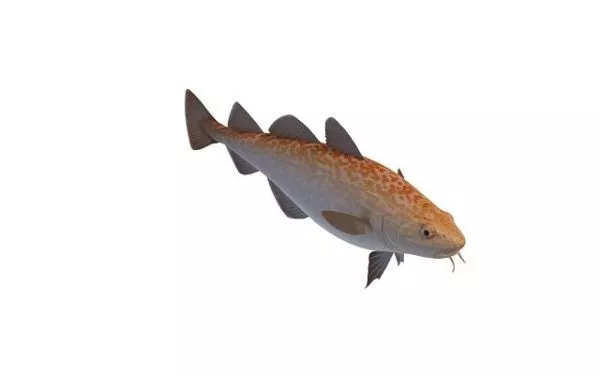 Brook Trout Fish 3d model Brook Trout Fish 3d model
