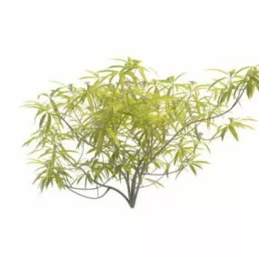 Broom Shrub 3d model