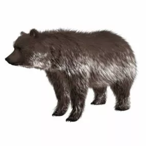 Brown Bear Rig 3d model