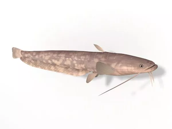 Water Bullhead Catfish 3d model Water Bullhead Catfish 3d model
