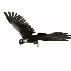 Animal Brown Falcon 3d model