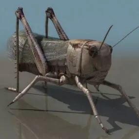 Wild Brown Locust 3d model
