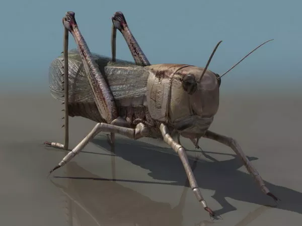 Wild Brown Locust 3d model Wild Brown Locust 3d model