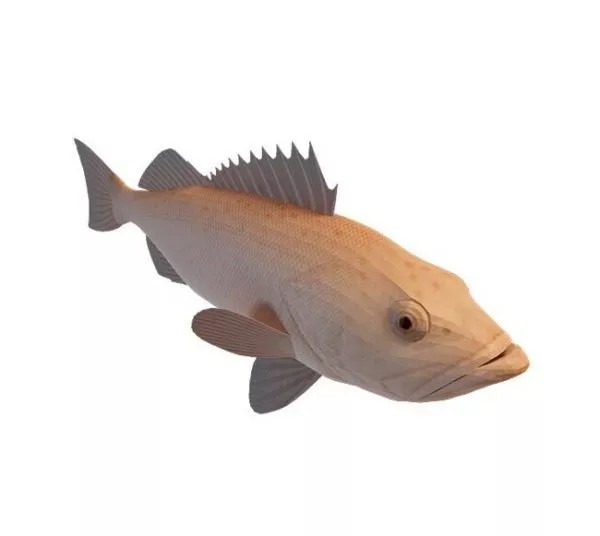 Brown Rockfish Animal 3d model Brown Rockfish Animal 3d model