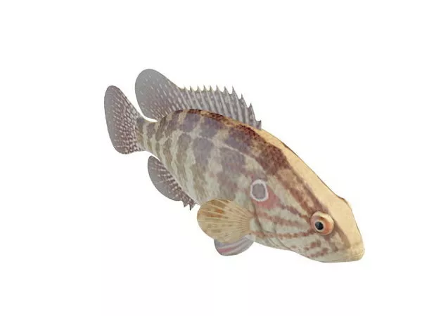 Brown Striped Fish Animal 3d model Brown Striped Fish Animal 3d model