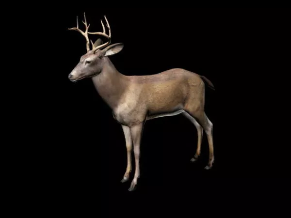 Roebuck Deer 3d model