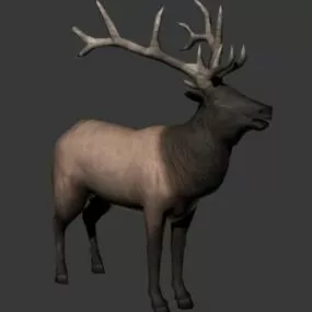 Wild Bull Elk 3d model