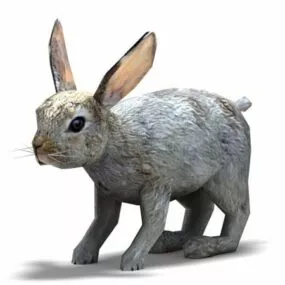 Bunny Rabbit 3d model