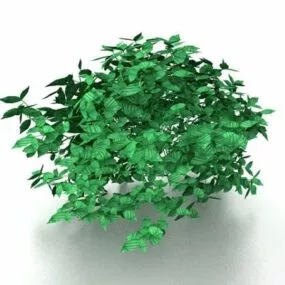 Bushes Shrubs 3d model