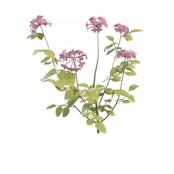 Bushes With Purple Flowers 3d model Bushes With Purple Flowers 3d model