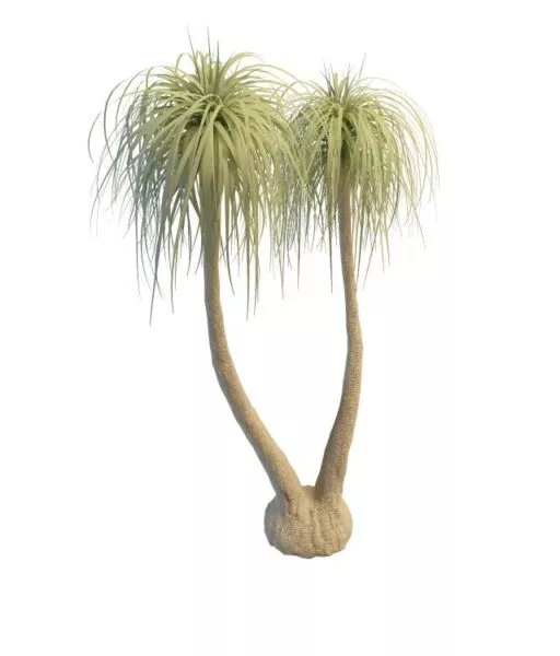 Cabbage Tree 3d model Cabbage Tree 3d model