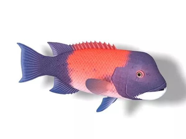 California Sheephead 3d model California Sheephead 3d model