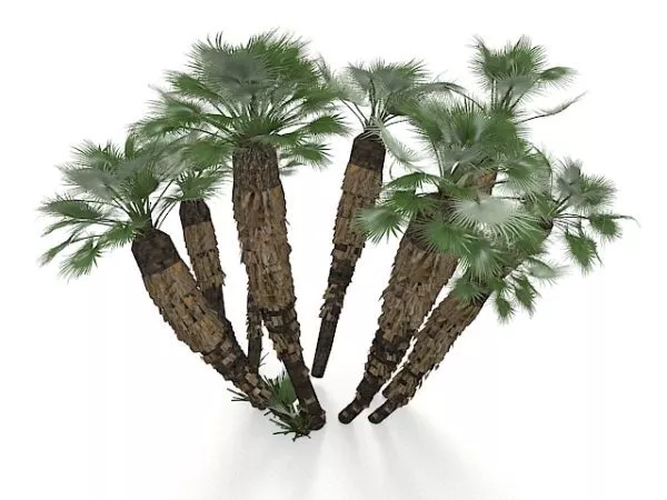 California Palm Trees 3d model California Palm Trees 3d model
