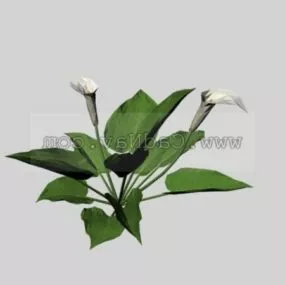 Calla Lily 3d model