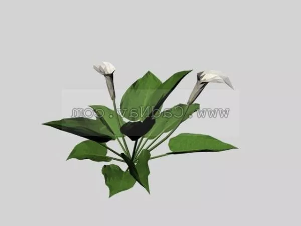 Calla Lily 3d model Calla Lily 3d model