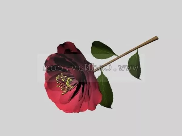 Camellia Flower Plant 3d model Camellia Flower Plant 3d model