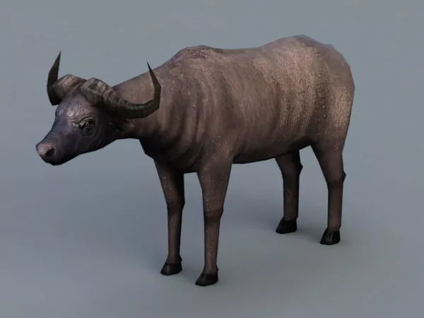 Cape Buffalo Free 3d Model - .Max, .Vray - Open3dModel