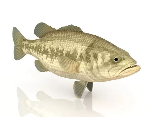 Betta Fish 3d model