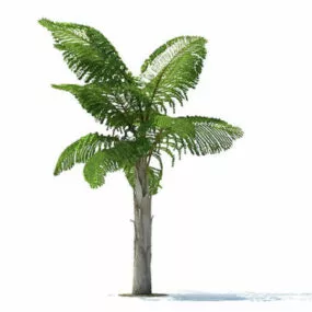 Caryota Gigas Tree 3d model