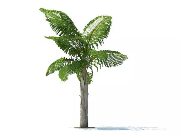 Caryota Gigas Tree 3d model Caryota Gigas Tree 3d model