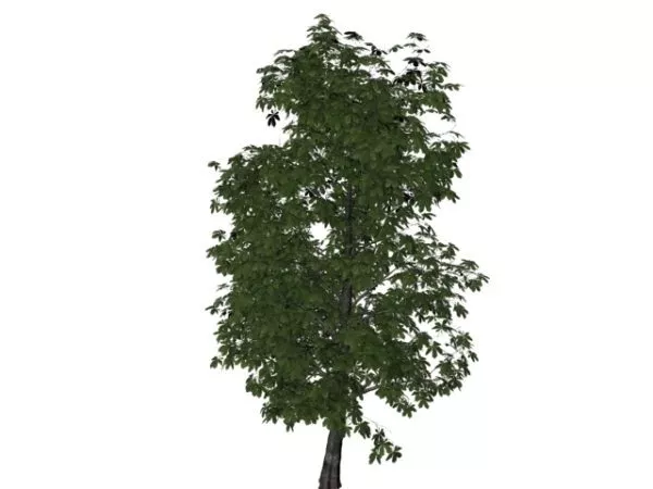 Castanea Sativa Tree 3d model Castanea Sativa Tree 3d model