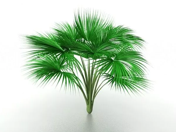 Cat Palm Tree 3d model Cat Palm Tree 3d model