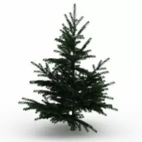 Cedar Tree 3d model
