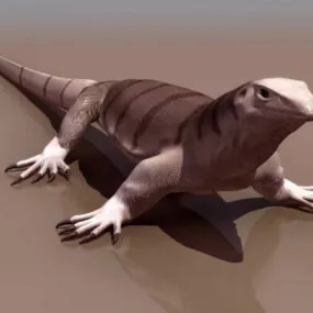 Central Bearded Dragon 3d model