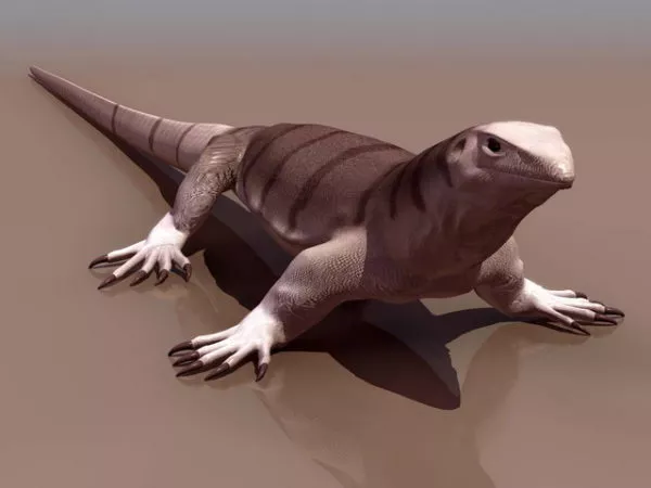 Central Bearded Dragon 3d model Central Bearded Dragon 3d model