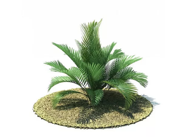 Chamaedorea Cataractum Tree 3d model Chamaedorea Cataractum Tree 3d model