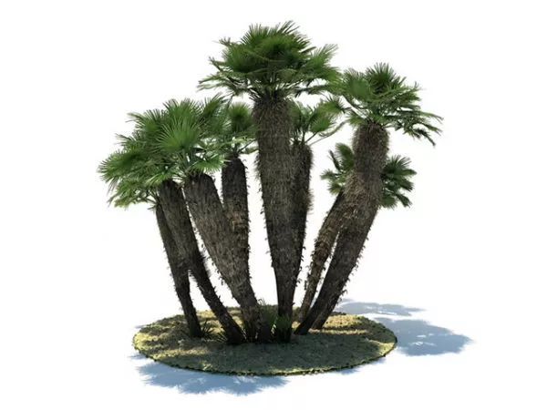 Chamaerops Humilis 3d model Chamaerops Humilis 3d model