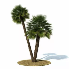 Chamaerops Humilis Tree 3d model