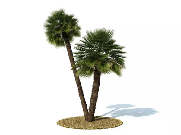 Chamaerops Humilis Tree 3d model Chamaerops Humilis Tree 3d model