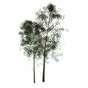 Cherry Blossoms Tree 3d model