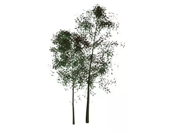 Cherry Blossoms Tree 3d model Cherry Blossoms Tree 3d model