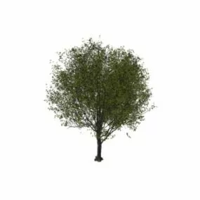Cherry Tree 3d model