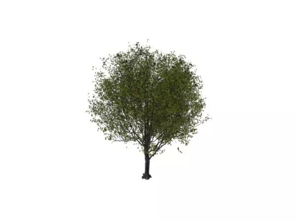 Cherry Tree 3d model Cherry Tree 3d model