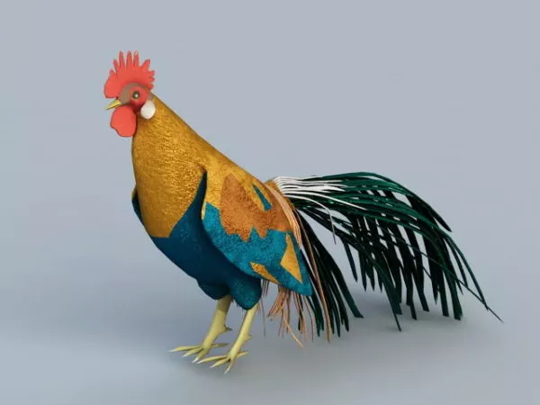 Chicken Rooster 3d model Chicken Rooster 3d model