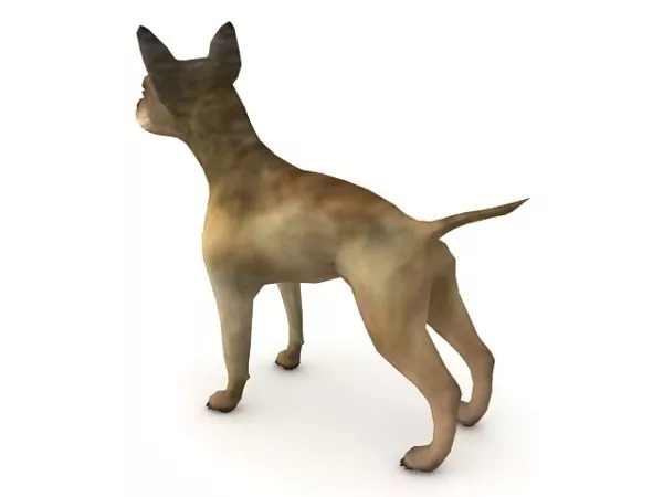 Chinese Chihuahua Dog Animal 3d model Chinese Chihuahua Dog Animal 3d model