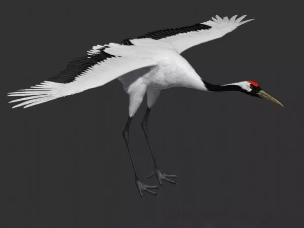 Flock Swallow Bird 3d model